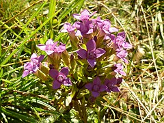 Gentiane des champs en milieu naturel