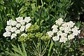 Cow parsnip (Heracleum lanatum) seedhead