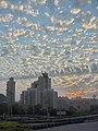 Altocumulus floccus. Mumbai, India.