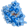 Myoglobin and heme