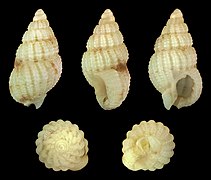 Nassarius fuscolineatus, shell