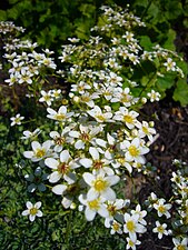 Saxifraga paniculata - Trossteenbreek