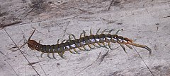 Description de l'image Scolopendra morsitans.JPG.