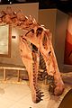 Close up of Spinosaurus skull in US, mainly 3D print of scanned fossils with sculpted parts, so probably Commons:De minimis