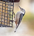 Image 9White-breasted nuthatch on a suet feeder in Green-Wood Cemetery