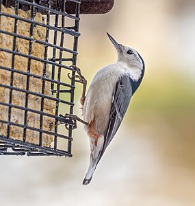 "White-breasted_nuthatch_(31195).jpg" by User:Rhododendrites