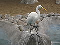 Garza blanca