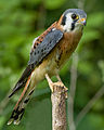 American Kestrel (Falco sparverius)