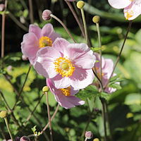 Japanese anemone (Anemone hupehensis var. japonica)