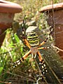 Mon Argiope bruennichi