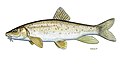 Barbus peloponnesius