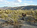 Cholla Cactus and bushes