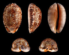 Mauritia arabica (Arabian Cowry), Shell