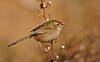 Prinia zwyczajna