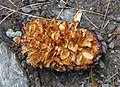 Cone with seeds harvested by Nucifraga caryocatactes