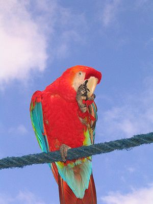 Red macaw on a wire