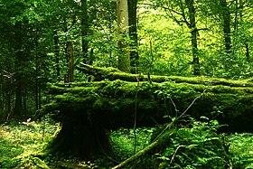 Image illustrative de l’article Forêt de Białowieża