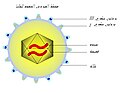 مخطط الفيروس المضخم للخلايا