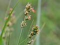 Carex muricata s. str., inflorescense, Photo by Kristian Peters