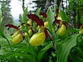 Sabot de Vénus (Cypripedium calceolus).