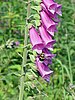 Digitalis