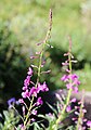 Fireweed (Epilobium) showing bottom-to-top blooming