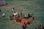 Free range chickens being fed outdoors