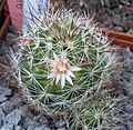 Mammillaria marcosii