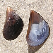 Mytilus galloprovincialis (Mediterranean mussel), shell