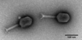 phages