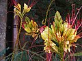 Ravenna, Italy: Caesalpinia gilliesii (Hook.) D. Dietr.