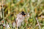 Thumbnail for File:Bombus mendax 60192733.jpg