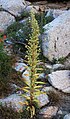 Deers tongue (Swertia radiata) Vidette climb