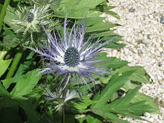 Plante à fleur bleu violacé à l'aspect piquant et avec un gros bouton.