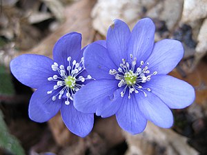 Anemone o Erba trinità