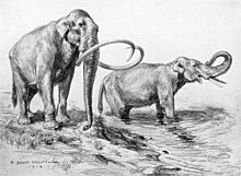 Drawing of a pair of mammoths; one has short tusks, and the other's are long and curved.