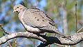 Mourning Dove