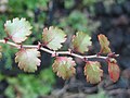 Nothofagus fusca