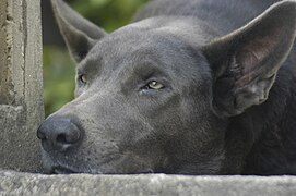 Blue mixed-breed dog