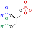 Phosphatidate