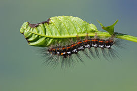 caterpillar