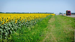 Sunflower field, Vyselkovsky District