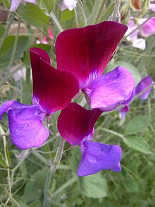 Sweet Pea-2.jpg