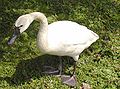 Whistling swan, C. c. columbianus