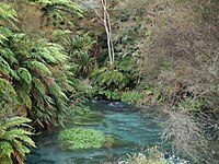 De Waihou nabij Putaruru