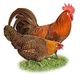 Naminė višta (Gallus gallus domesticus)