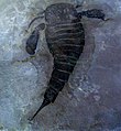 Eurypterus lacustris Eurypterus