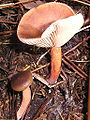 Lactarius hepaticus