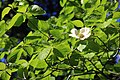 Mountain dogwood (Cornus nuttalli)