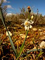 Narcissus tortifolius at Peñas Blancas